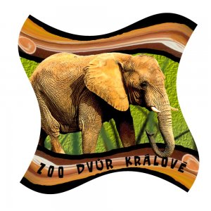 ZOO Dvůr Králové - Slon - magnet