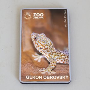 ZOO Jihlava - Gekon - magnet