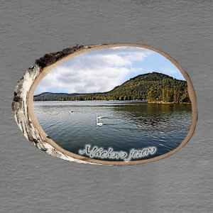 Doksy - Máchovo jezero - magnet bříza