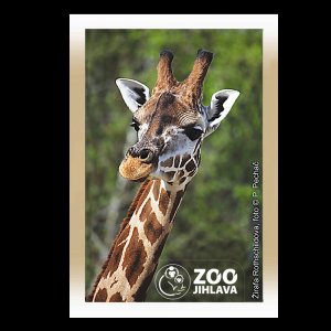 ZOO Jihlava - Žirafa - magnet C6 rám dvojitý