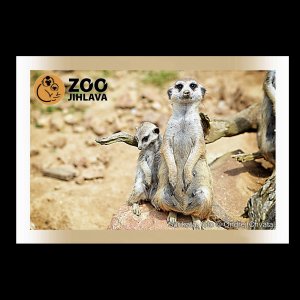 ZOO Jihlava - Surikata - magnet C6 rám dvojitý