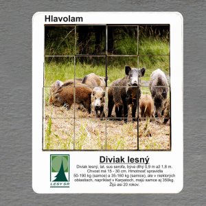 Lesy SR - Diviak - logo - hlavolam 6