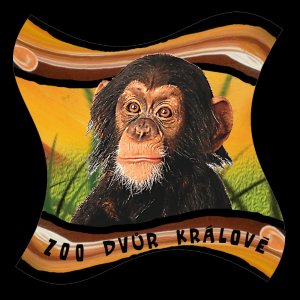 ZOO Dvůr Králové - Šimpanz - magnet