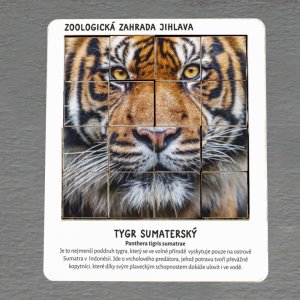 ZOO Jihlava - Tygr - hlavolam - 16 dílků