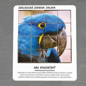 ZOO Jihlava - Ara - hlavolam 16 dílků