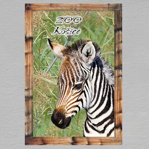 Košice - ZOO - Zebra - magnet C6 rám dvojitý