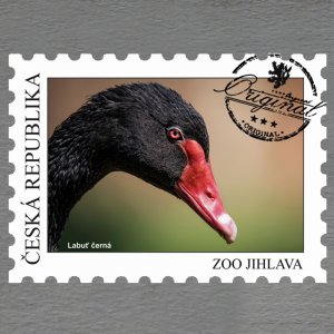 ZOO Jihlava - Labuť černá - magnet známka