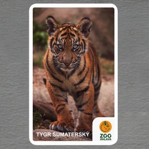 ZOO Jihlava - Tygr - logo - magnet oblé rohy