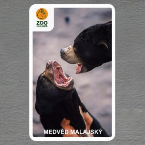 ZOO Jihlava - Medvěd  - logo - magnet oblé rohy