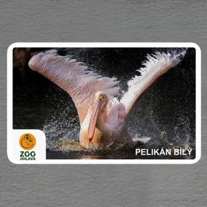 ZOO Jihlava - Pelikán - logo - magnet oblé rohy