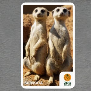 ZOO Jihlava - Surikaty - logo - magnet oblé rohy