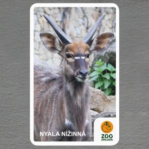 ZOO Jihlava - Nyala - logo - magnet oblé rohy