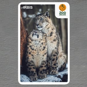 ZOO Jihlava - Irbis - logo - magnet oblé rohy