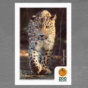 ZOO Jihlava - Levhart - logo - magnet C6 dvojitý