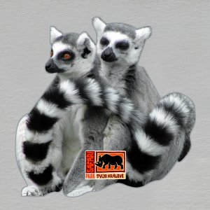 Safari park - Dvůr Králové n/Labem - Lemur - magnet ořez masiv 8cm