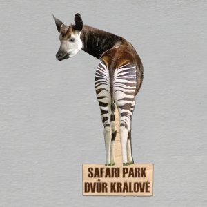 Safari park - Dvůr Králové n/Labem - Okapi - magnet masiv ořez 9cm