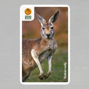 ZOO Jihlava - Klokan rudý - logo - magnet oblé rohy