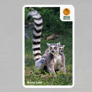 ZOO Jihlava - Lemur kata - logo - magnet oblé rohy