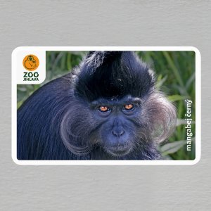 ZOO Jihlava - Mangabej černý - logo - magnet oblé rohy