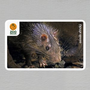 ZOO Jihlava - Osinák africký - logo - magnet oblé rohy