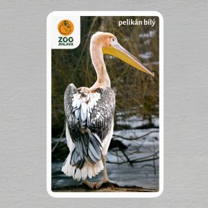 ZOO Jihlava - Pelikán bílý - logo - magnet oblé rohy