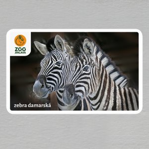 ZOO Jihlava - Zebra damarská - logo - magnet oblé rohy