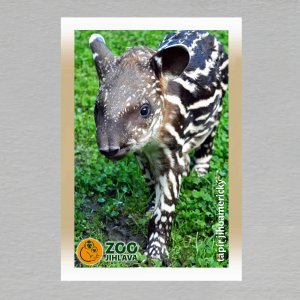 ZOO Jihlava - Tapír jihoamerický - logo - magnet C6 dvojitý