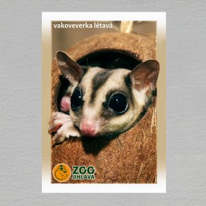 ZOO Jihlava - Vakoveverka létavá - logo - magnet C6 dvojitý