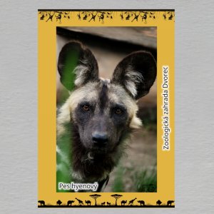 ZOO Dvorec - Pes hyenový - magnet C6 dvojitý