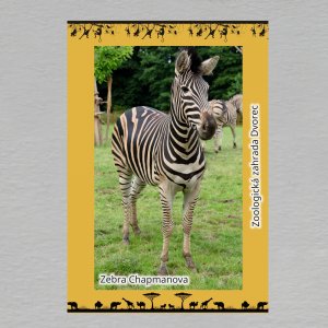 ZOO Dvorec - Zebra - magnet C6 dvojitý