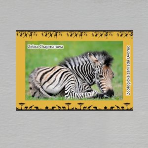 ZOO Dvorec - Zebra - magnet C6 dvojitý