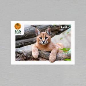 ZOO Jihlava - karakal - magnet C6 dvojitý