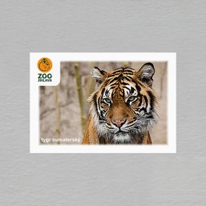 ZOO Jihlava - tygr - magnet C6 dvojitý