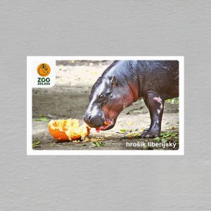 ZOO Jihlava - hrošík - magnet obdélník