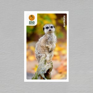 ZOO Jihlava - surikata - magnet obdélník