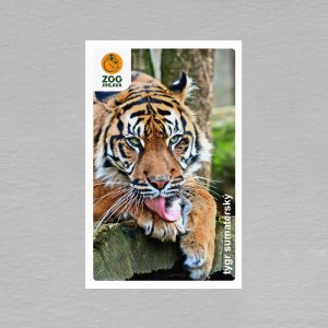 ZOO Jihlava - tygr - magnet obdélník