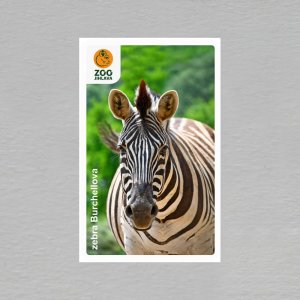 ZOO Jihlava - zebra - magnet obdélník