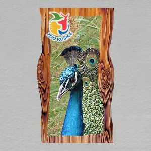 Košice ZOO - Páv - magnet prkno