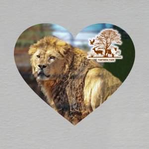 Panthera park - magnet srdce 6 cm