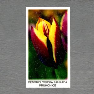 Průhonice - Dendrologická zahrada 6 - magnet DL